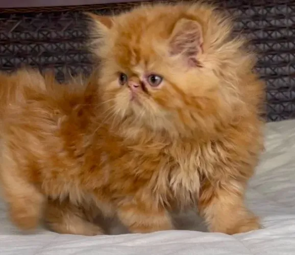Top Show Persa Macho Filhote Red Tabby,Extremadissimo ,Pelos Longos C/63 Dias Super lindo.