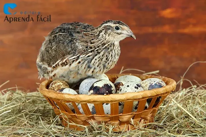 ovos de codorna ferteis