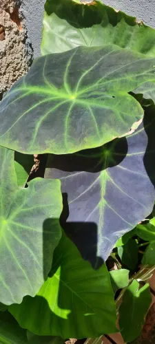 Colocasia ilustris uma muda