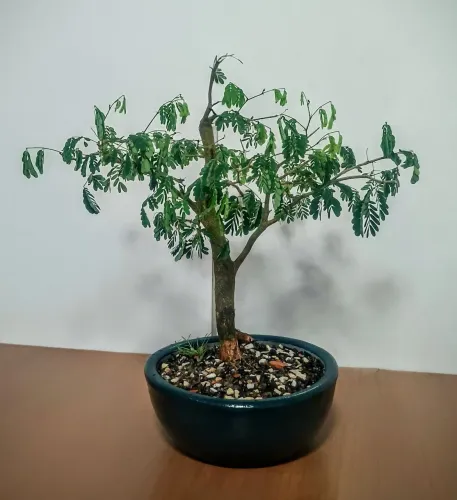 Bonsai Pitecolobium 5 anos
