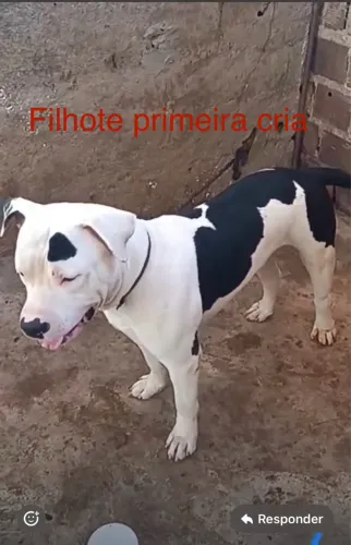 Filhote pitbull
