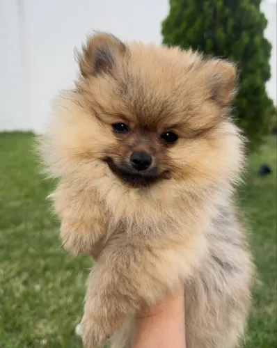 Lulu da pomerania