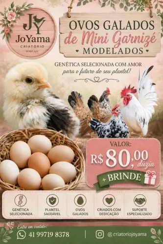 Mini garnizezinho ovos galados
