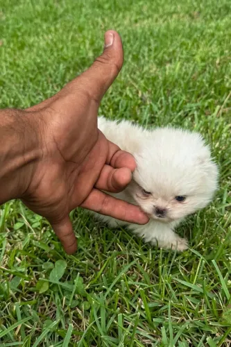 Mini anão Lulu da Pomerânia Focinho Curto, Puro Carinho!possui pedigree