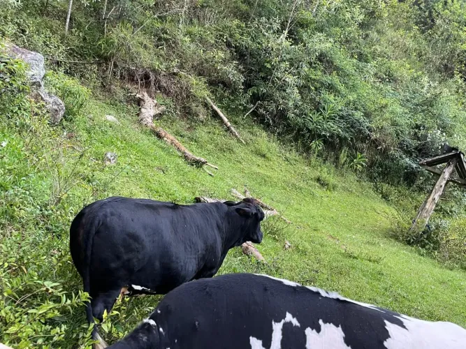 Vaca mini e uma novilha normal