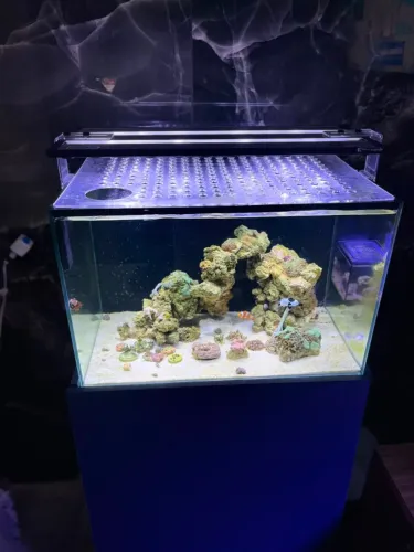 aquario marinho