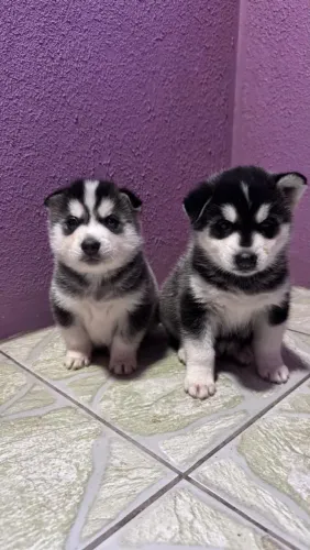 Husky Siberiano