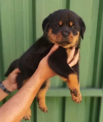 Filhotes de Rottweiler machos e fêmeas , com garantias e suporte