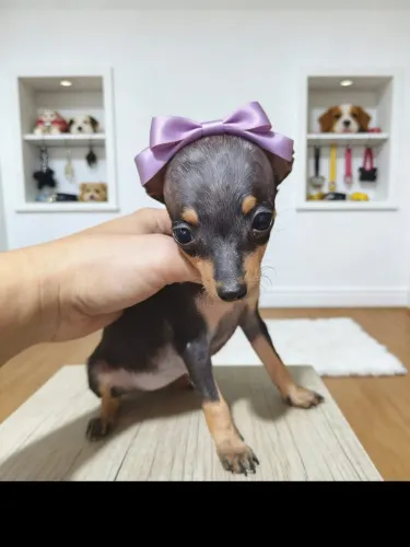 Princesa Pinscher Disponível