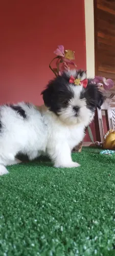 Shih Tzu fêmea micro