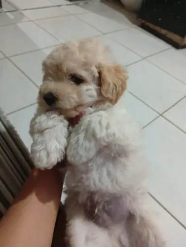 Poodle