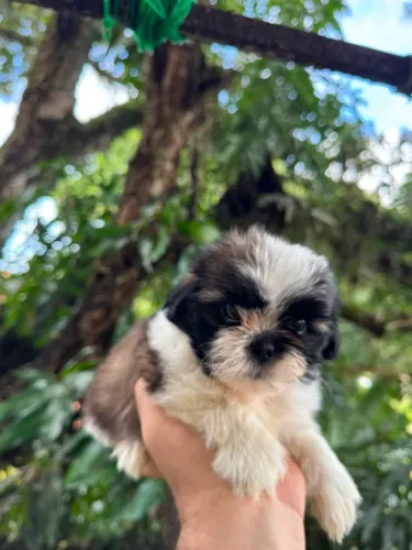 Filhote de shihtzu puro