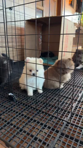 Vende-se filhotes de spitz alemão anao