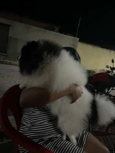 Cachorro