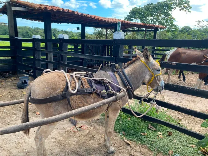 Burro a venda