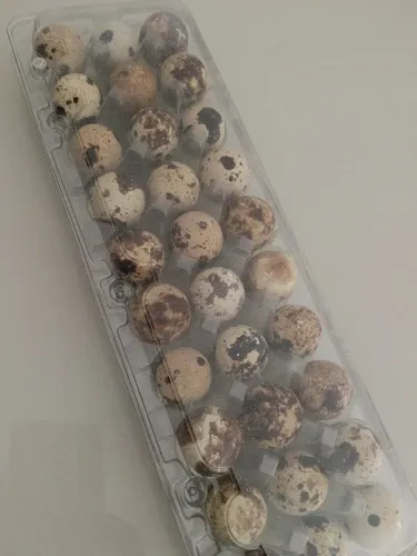 Ovos férteis de codornas gigantes galados.