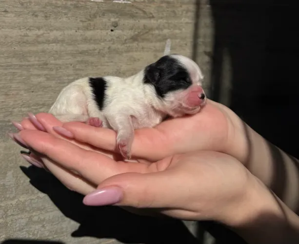 Filhotes de Shih Tzu 