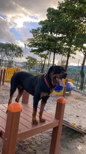 Doasse um Rottweiler Puro