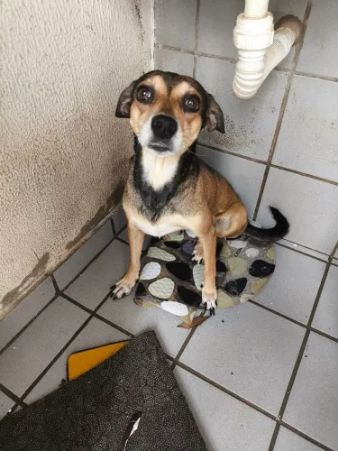 Doação de cachorra