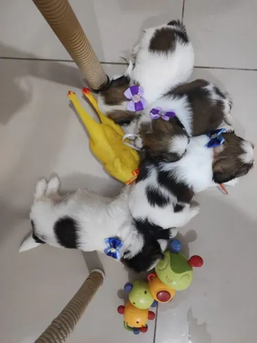 Filhotes de shih tzu
