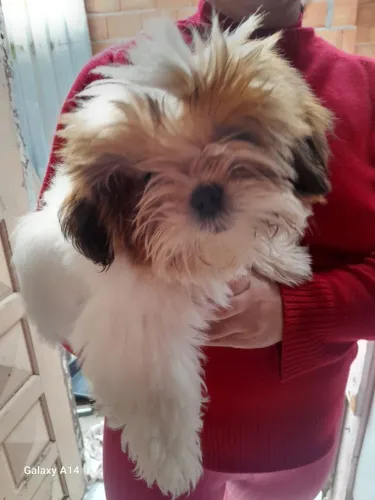 Cachorrinho 
