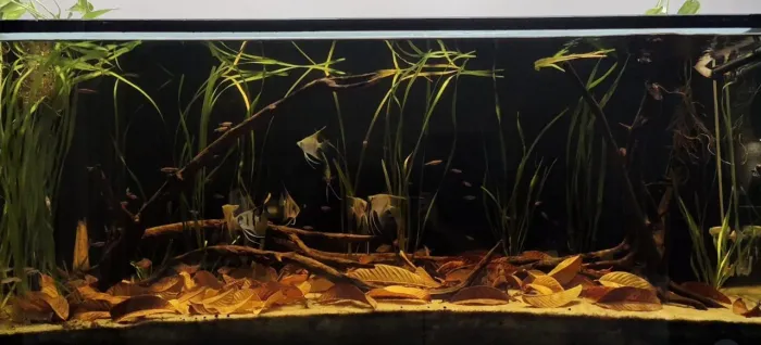 Aquário completo 450l (150x50x60cm), vidro 10mm. 