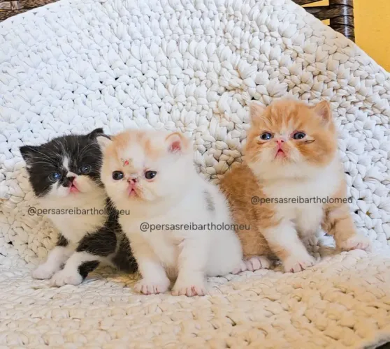 Leia todo anúncio! Filhotes Exotic Shorthair ( Persa Exótico Pelo curto )
