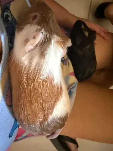 Vendo porquinho da índia e cercado
