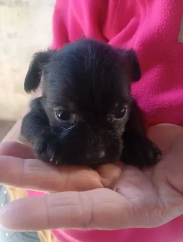 Cachorro porte pequeno fêmea Raça da mãe Yorkshire c Maltês e raça do pai Bulldog c poodle
