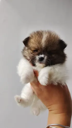 Filhote lulu pomerania 