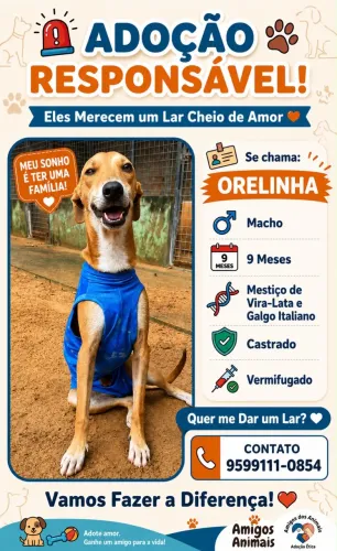 Cachorrinho Galgo com srd para adoção