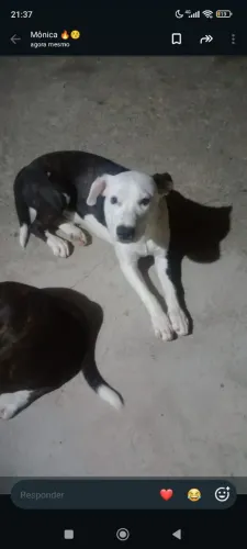 vendo esse Pitbull 