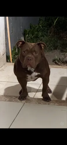 PROCURO UMA FÊMEA PARA CRUZAR COM MEU PITMONSTER