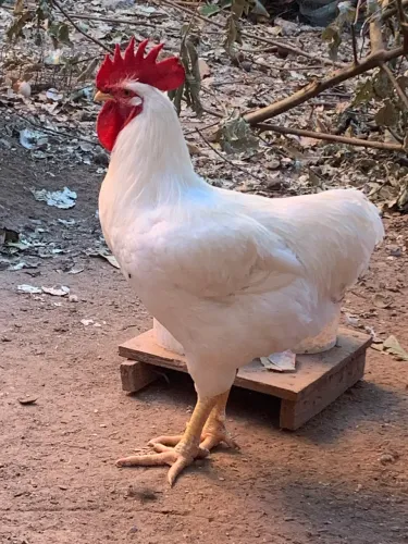 Galo grande e galo ganizé 