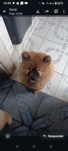 Filhotes Chow Chow Americano