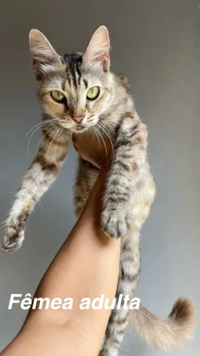 Gatos para adoção