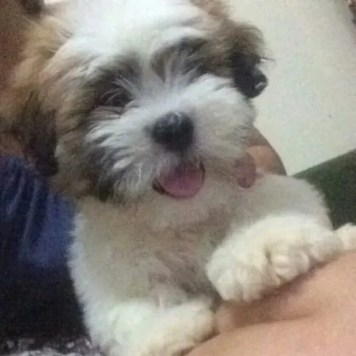 ?Lhasa Apso filhotes - ideais para apartamento?