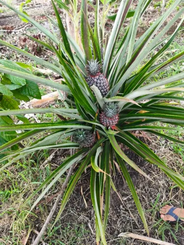Abacaxi