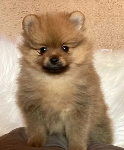 Spitz Alemão Anão com Pedigree e Garantia em Contrato