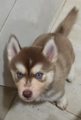 FILHOTES DE HUSKY SIBERIANO LINDOS E PUROS