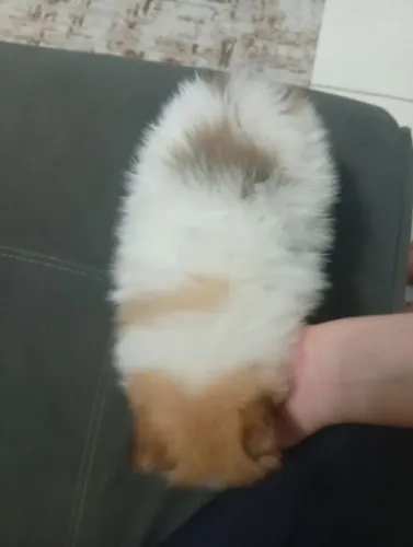 Cachorro