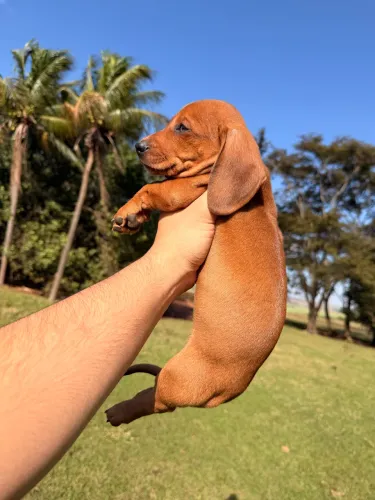 Filhotes de Dachshund Miniatura 