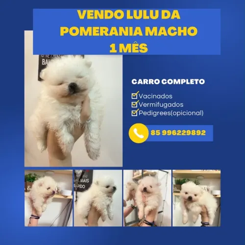 LULU DA POMERANIA MACHO