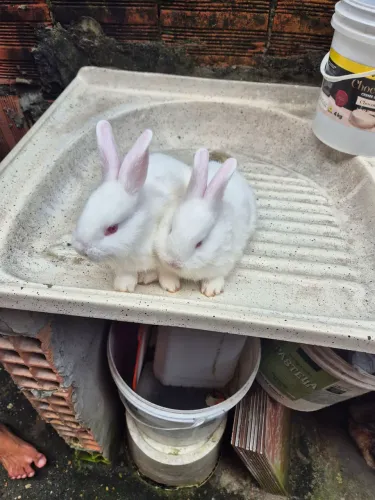 Filhotes Coelho Machos