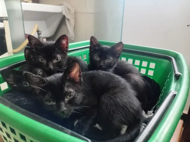 Lindos gatinhos para doação