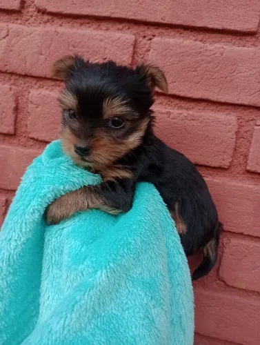 Yorkshire macho, micro, pedigree vacina, e entregamos em 10x no cartão.