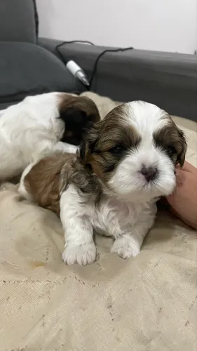 Filhote shih tzu macho 