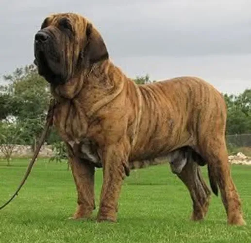Fila Brasileiro