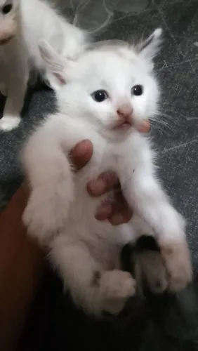Doação Gatinho filhote uma fêmea e hum macho eles tem 2 meses