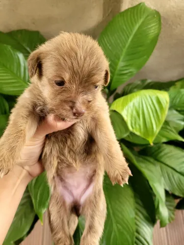 Doação de filhotes de cachorro